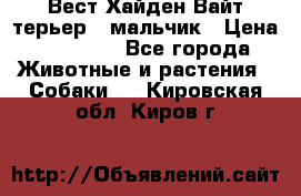 Вест Хайден Вайт терьер - мальчик › Цена ­ 35 000 - Все города Животные и растения » Собаки   . Кировская обл.,Киров г.